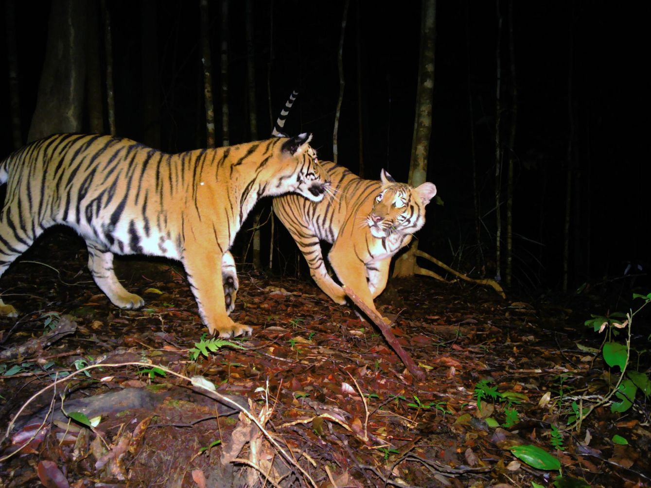 Malayan tigers